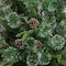 4ft. Pre-Lit Snowed Tipped Clermont Mixed Pine Artificial Christmas Tree, Clear Lights
